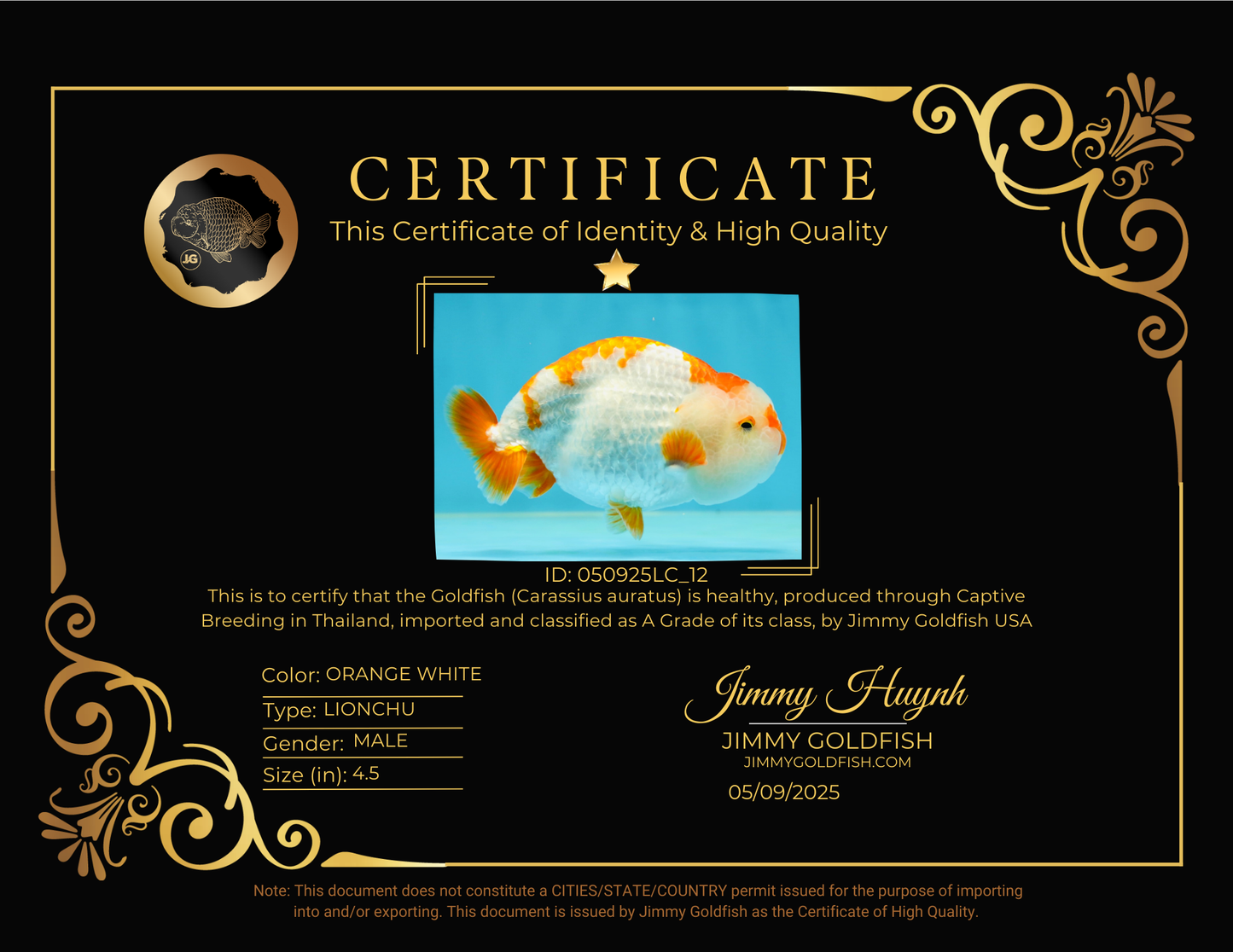 A Grade Kohaku LionKing 4.5 inches #050925LC_12