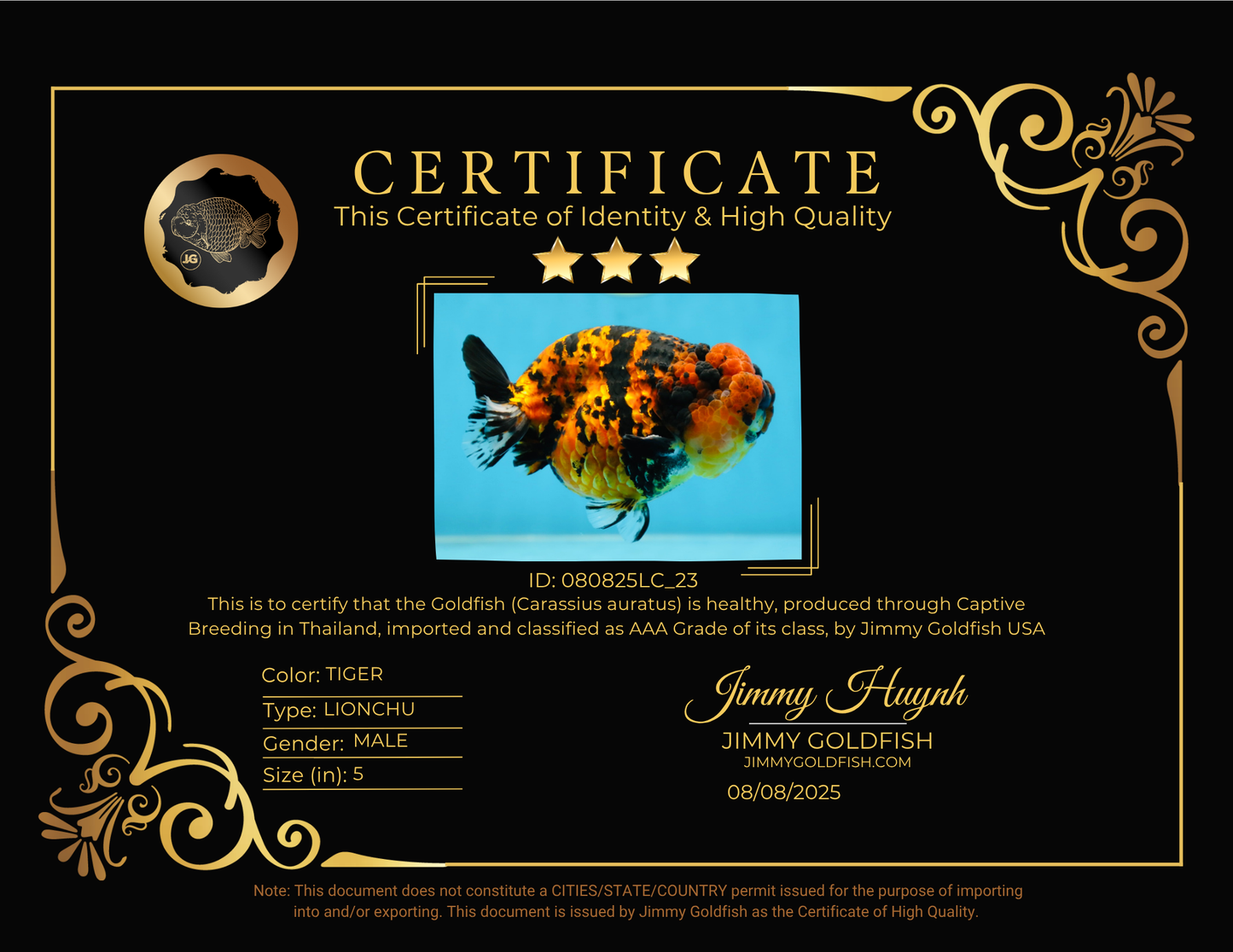 AAA Grade Tiger LionKing 5 inches #080825LC_23