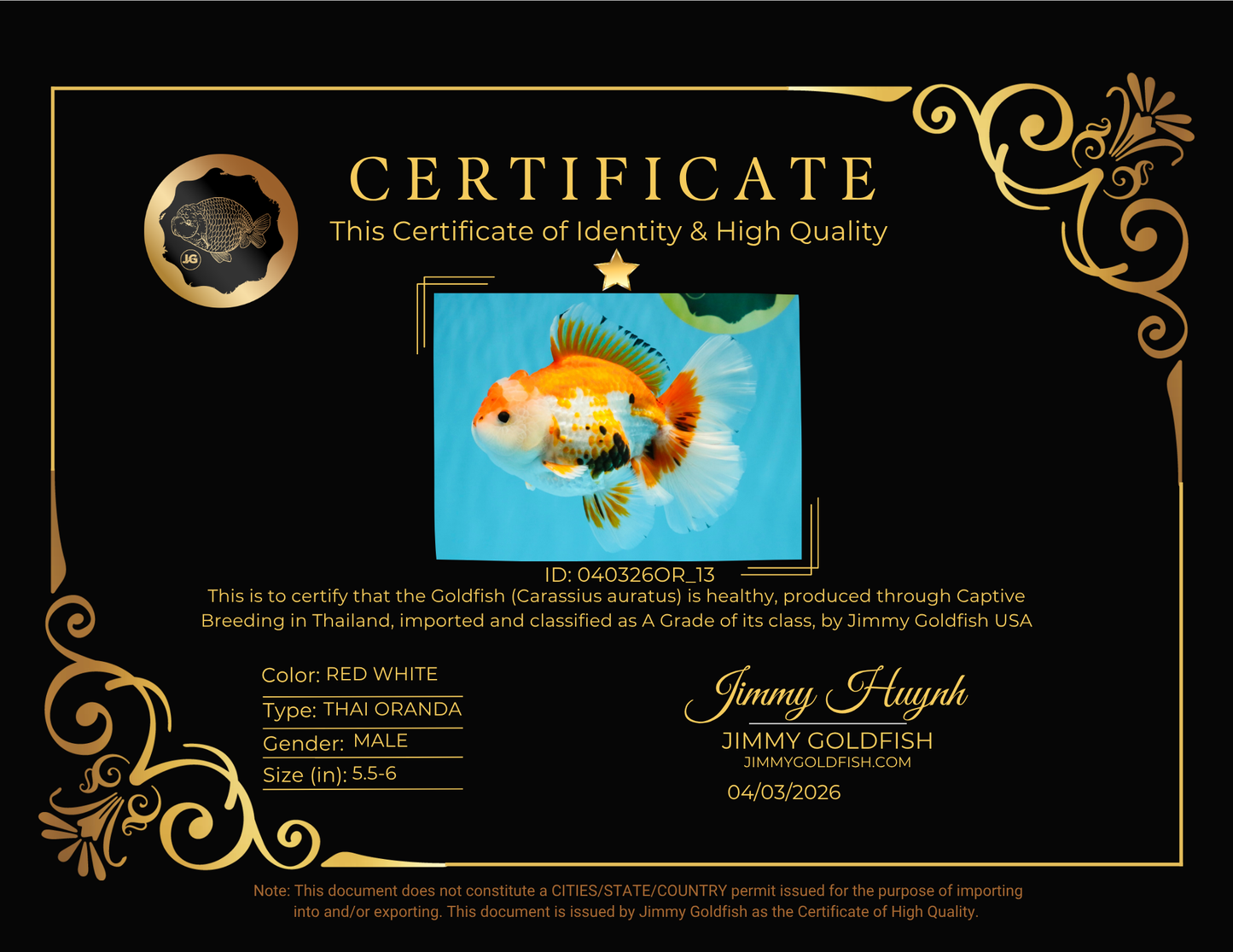 A Grade Red White Oranda Male 5.5-6 inches #040326OR_13
