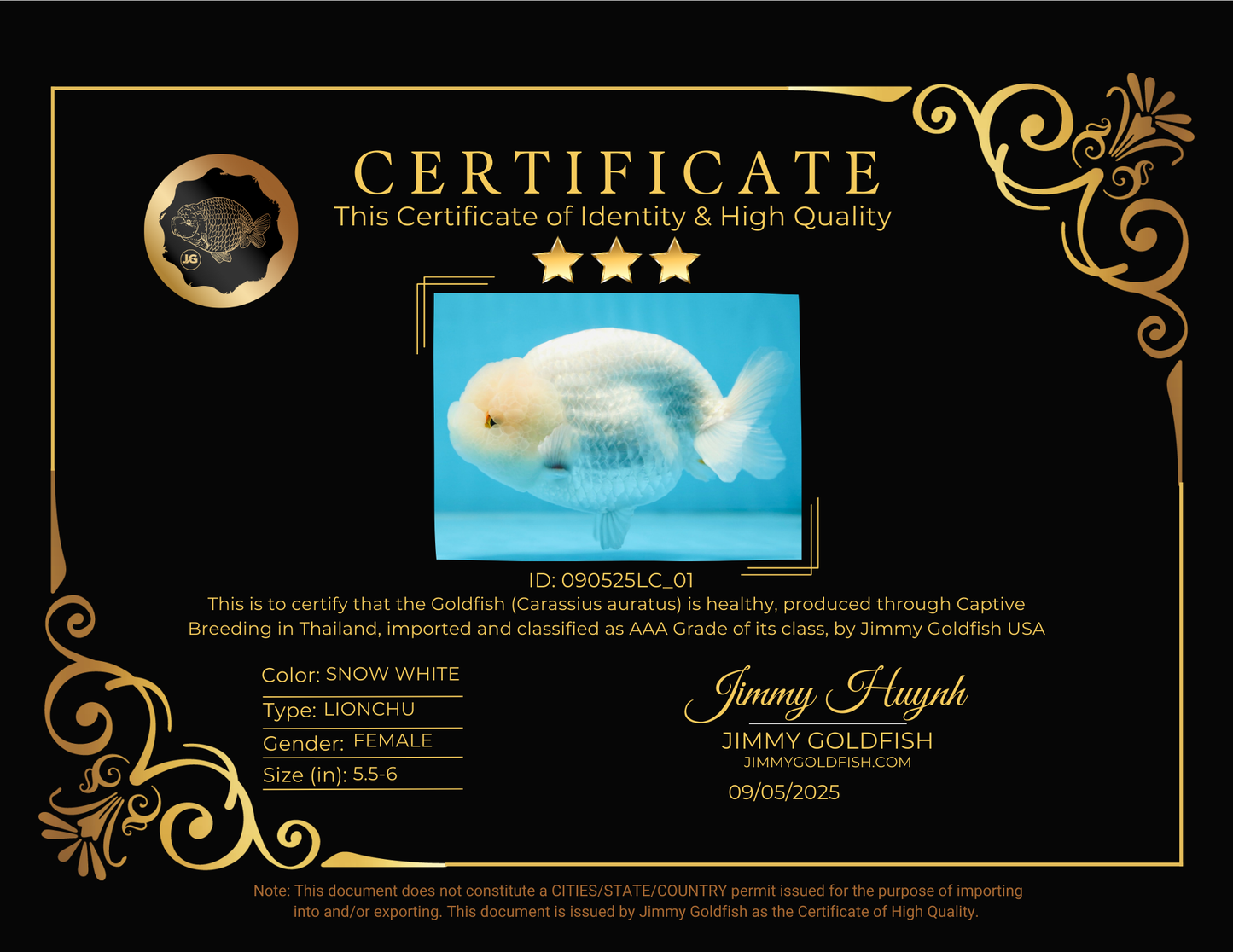 AAA Grade SNOW WHITE LionQueen 5.5-6 inches #090525LC_01