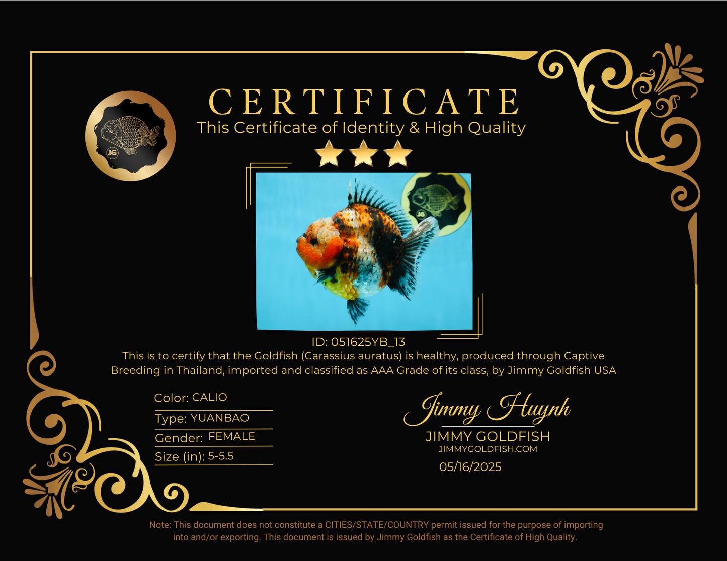 AAA Grade RARE Big Body Godzilla Calico Yuanbao Female 5-5.5 inches #051625YB_13