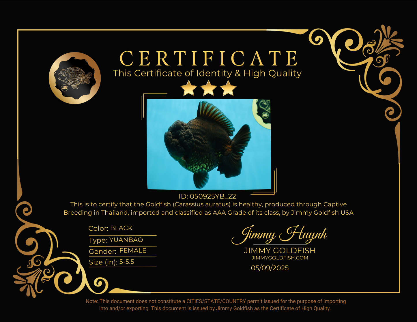 AAA Grade Godzilla Black Yuanbao Female 5-5.5 inches #050925YB_22