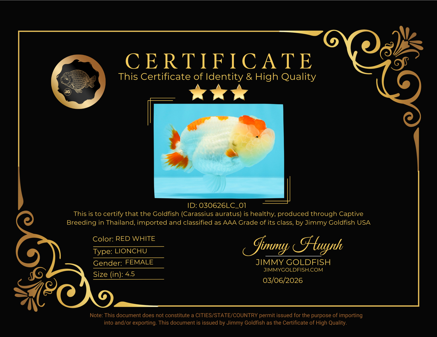 AAA Grade Kohaku LionQueen 4.5 inches #030626LC_01