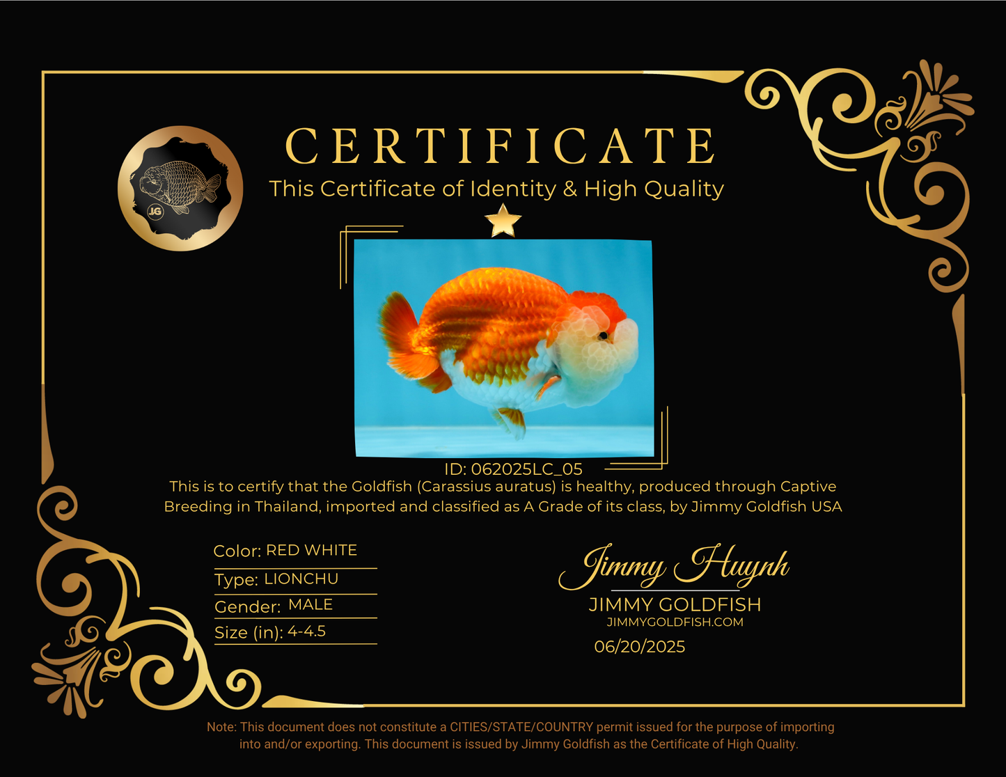 A Grade Royal Candy Chunk Red White LionKing 4-4.5 inches #062025LC_05