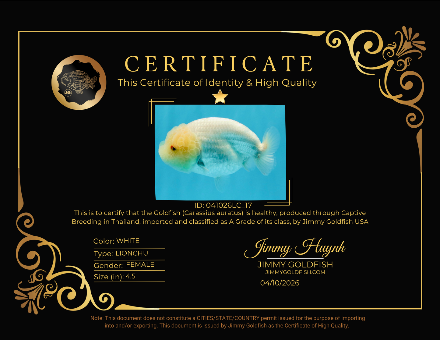 SUPER CUTE A Grade White LionQueen Female 4.5 inches #041026LC_17