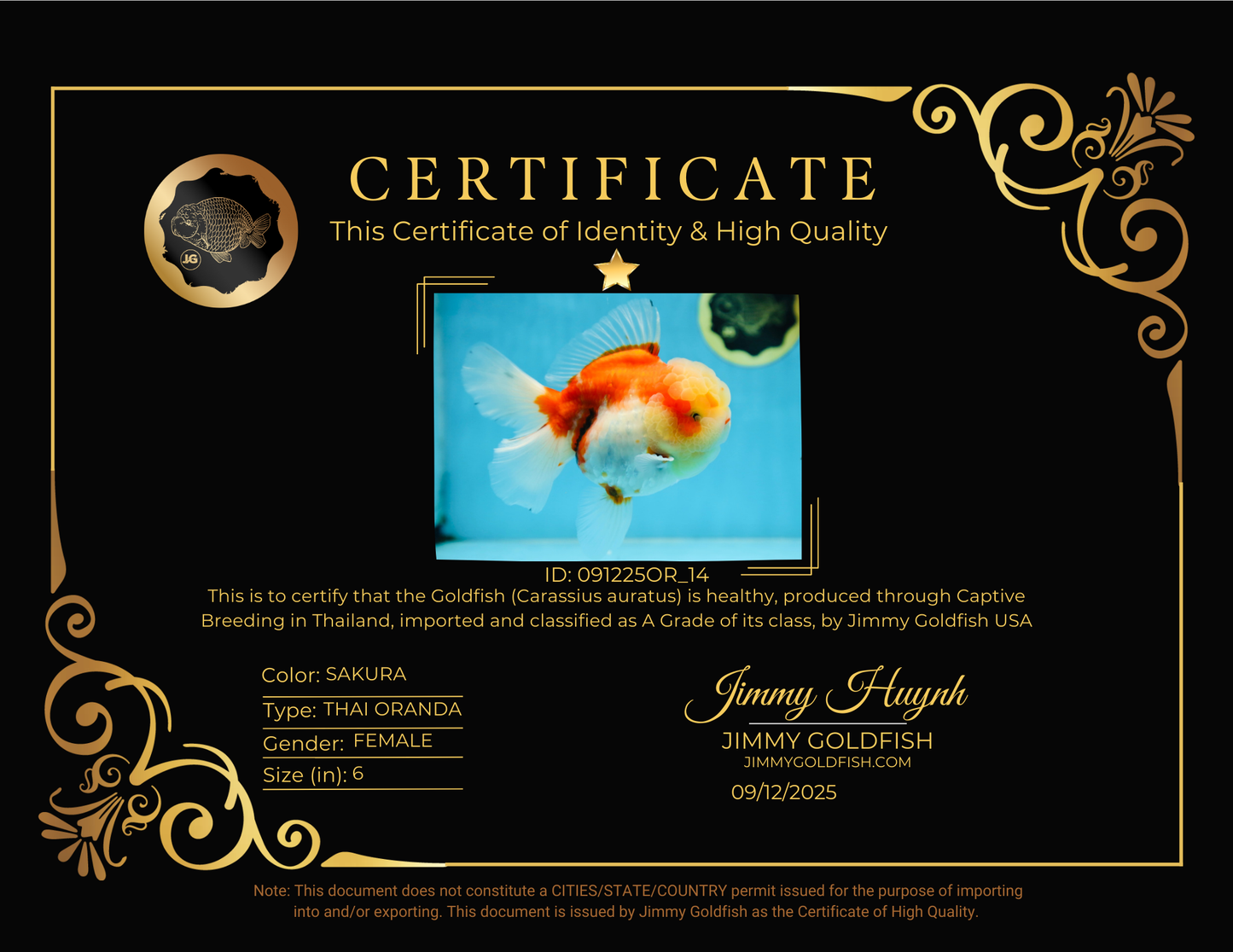 A Grade FLUFFY WEN Sakura Oranda Female 6  inches #091225OR_14