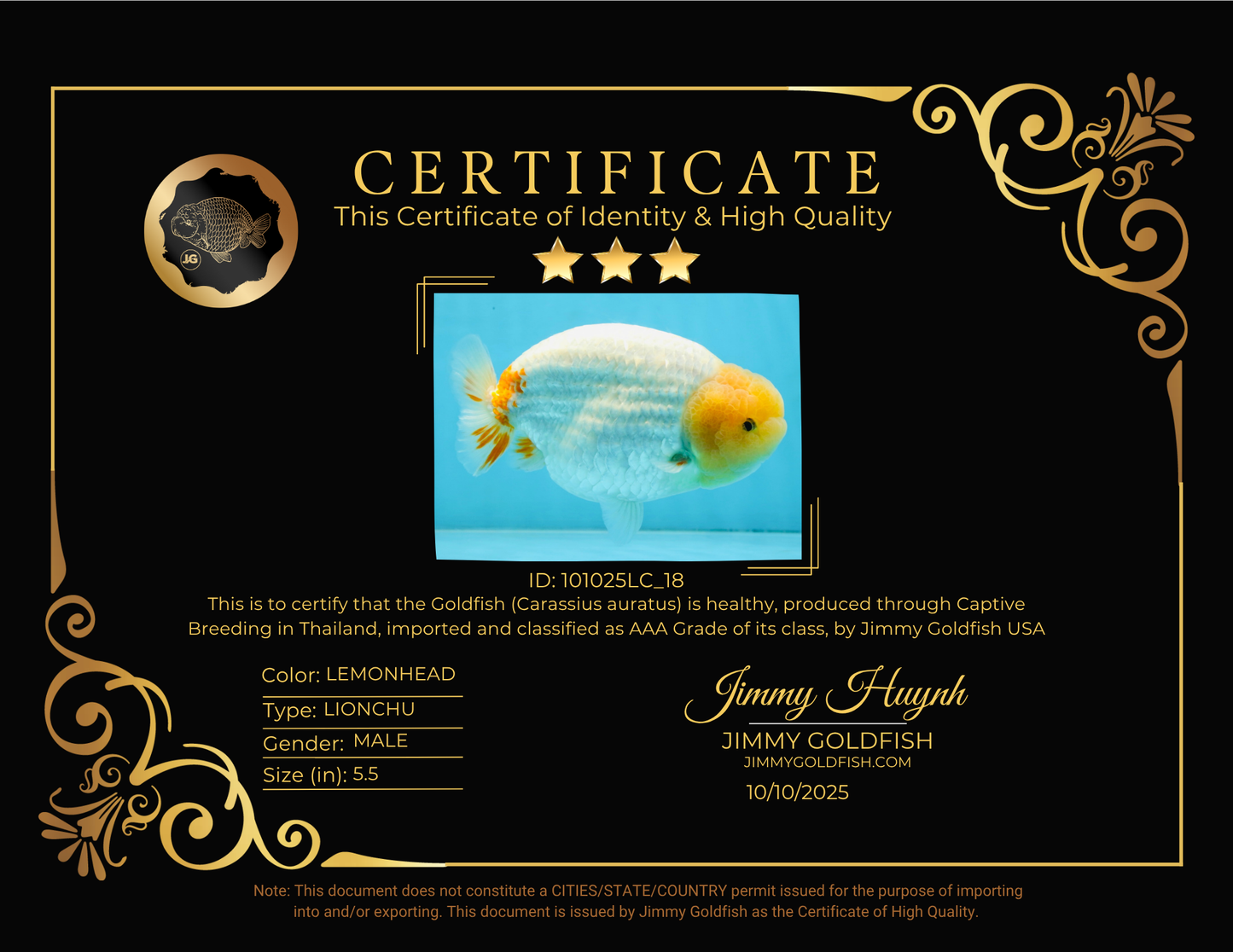 AAA Grade Strong Body Structure Lemonhead LionKing 5.5 inches #101025LC_18