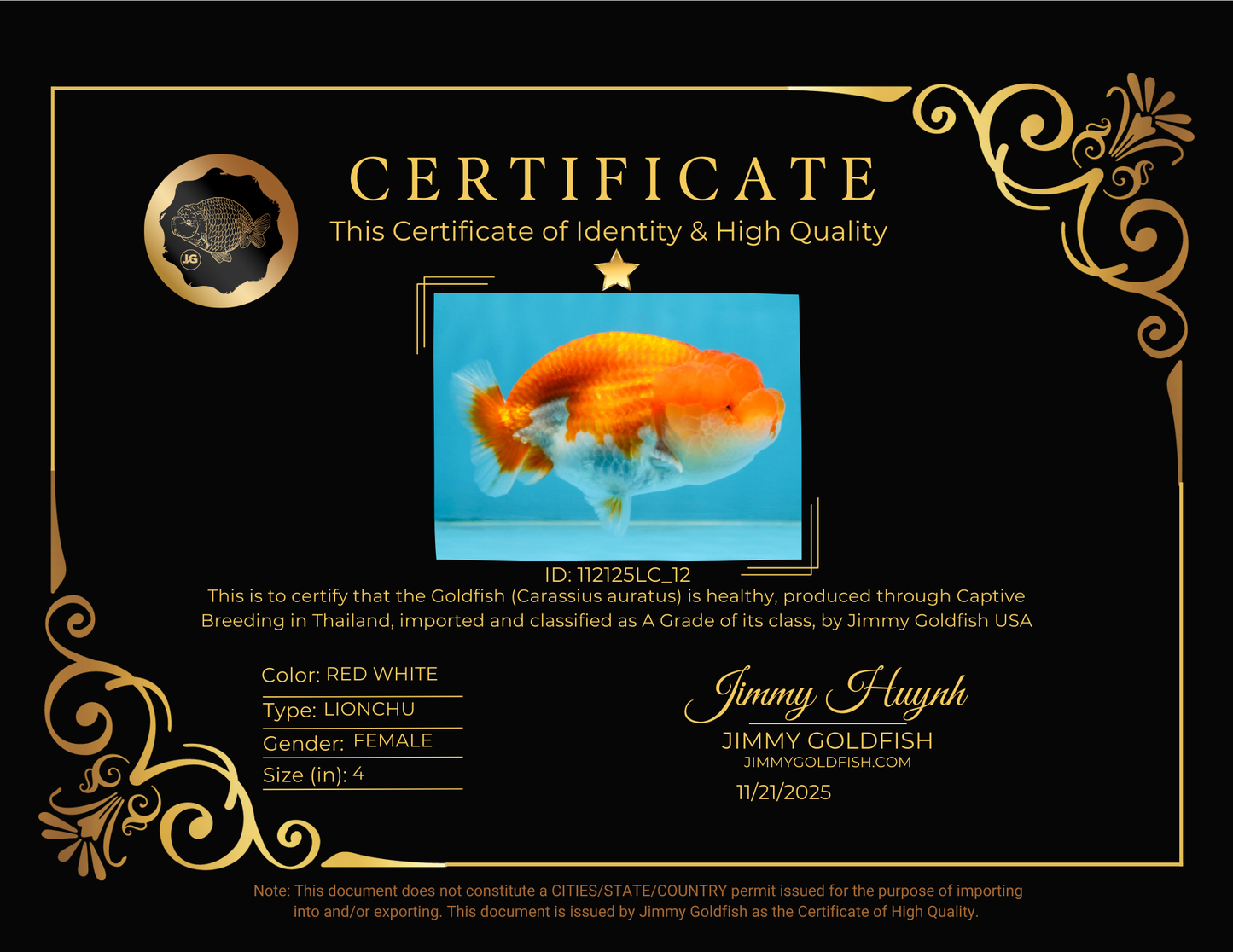 A Grade Red White LionQueen 4 inches #112125LC_12