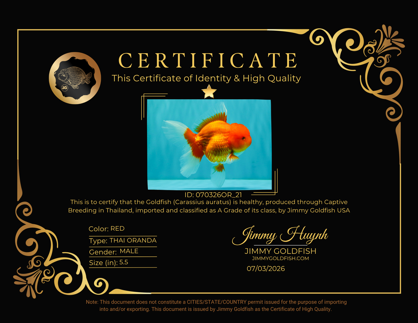 A Grade Red Oranda Male 5.5 inches #070326OR_21