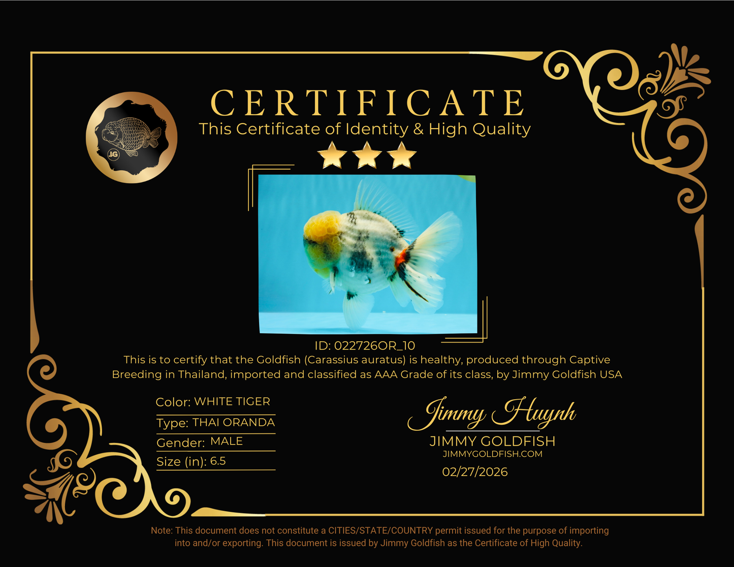 AAA Grade Godzilla White Tiger Oranda Male 6.5 inches #022726OR_10