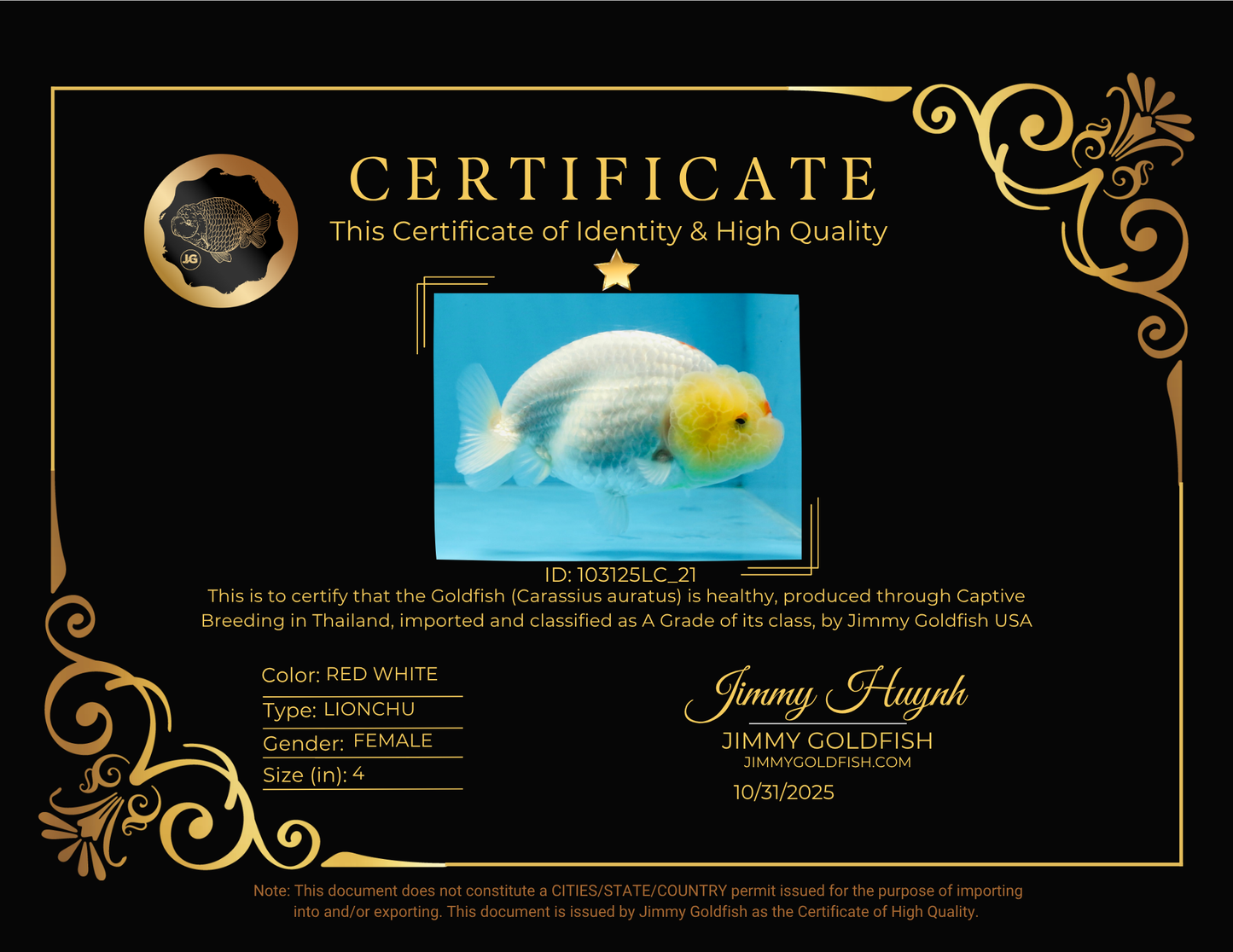 A Grade Red White LionQueen 4 inches #103125LC_21