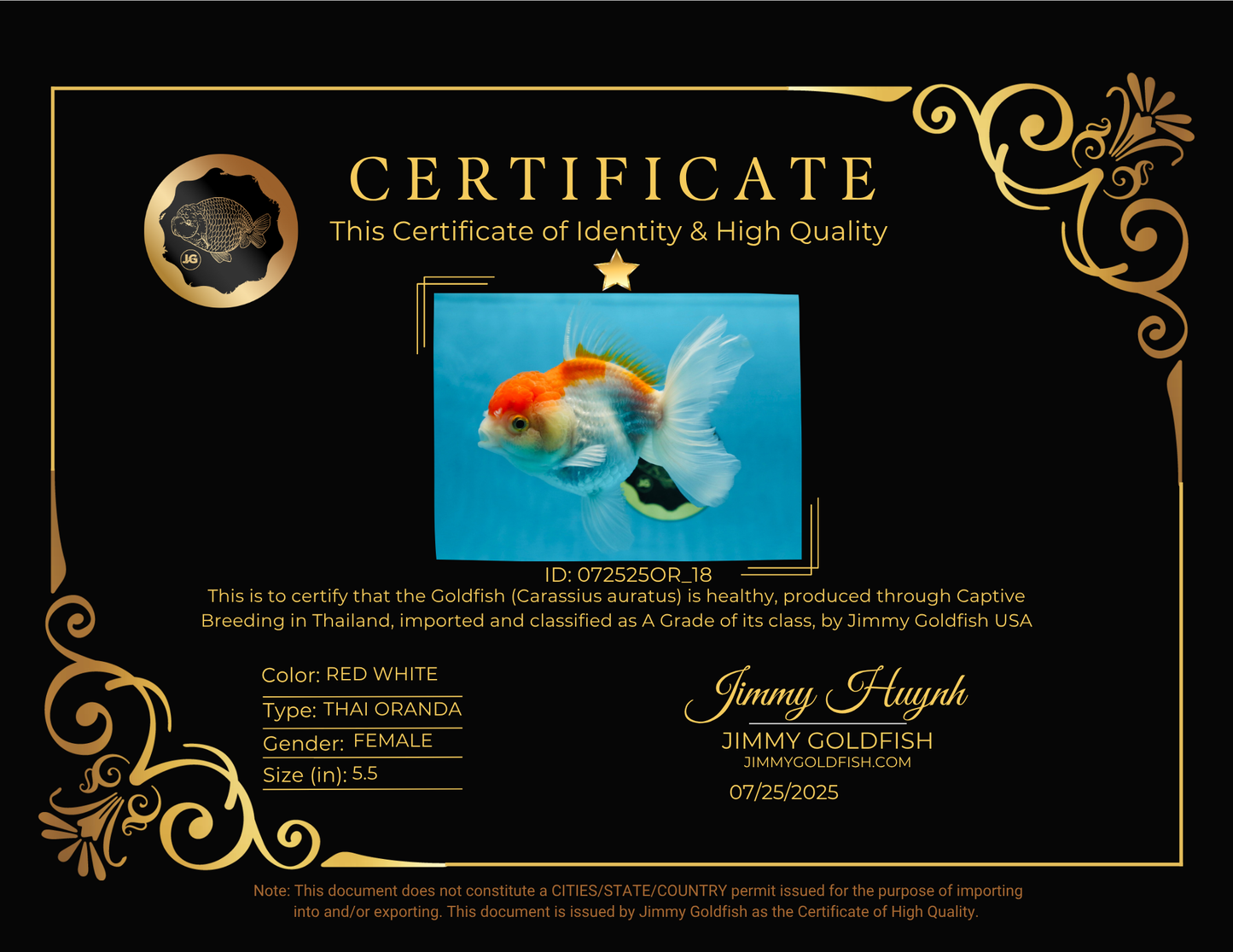 A Grade ADORABLE Red White Oranda Female 5.5 inches #072525OR_18