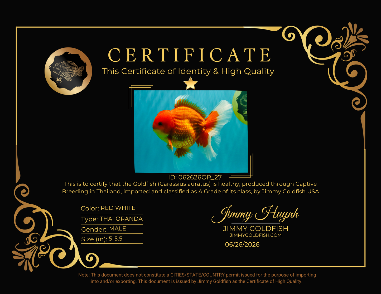 A Grade Strong Body Structure Red White Oranda Male 5-5.5 inches #062626OR_27