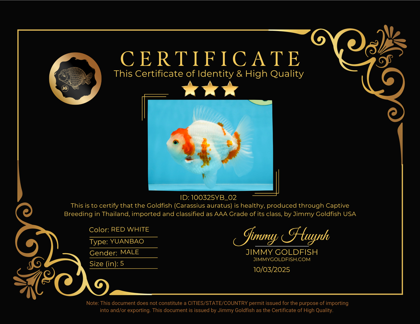 AAA Grade Red White Yuanbao Male 5 inches #100325YB_02