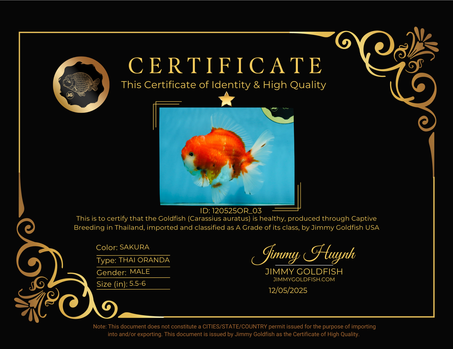 SUPER CHONKY A Grade Sakura Oranda Male 5.5-6 inches #120525OR_03