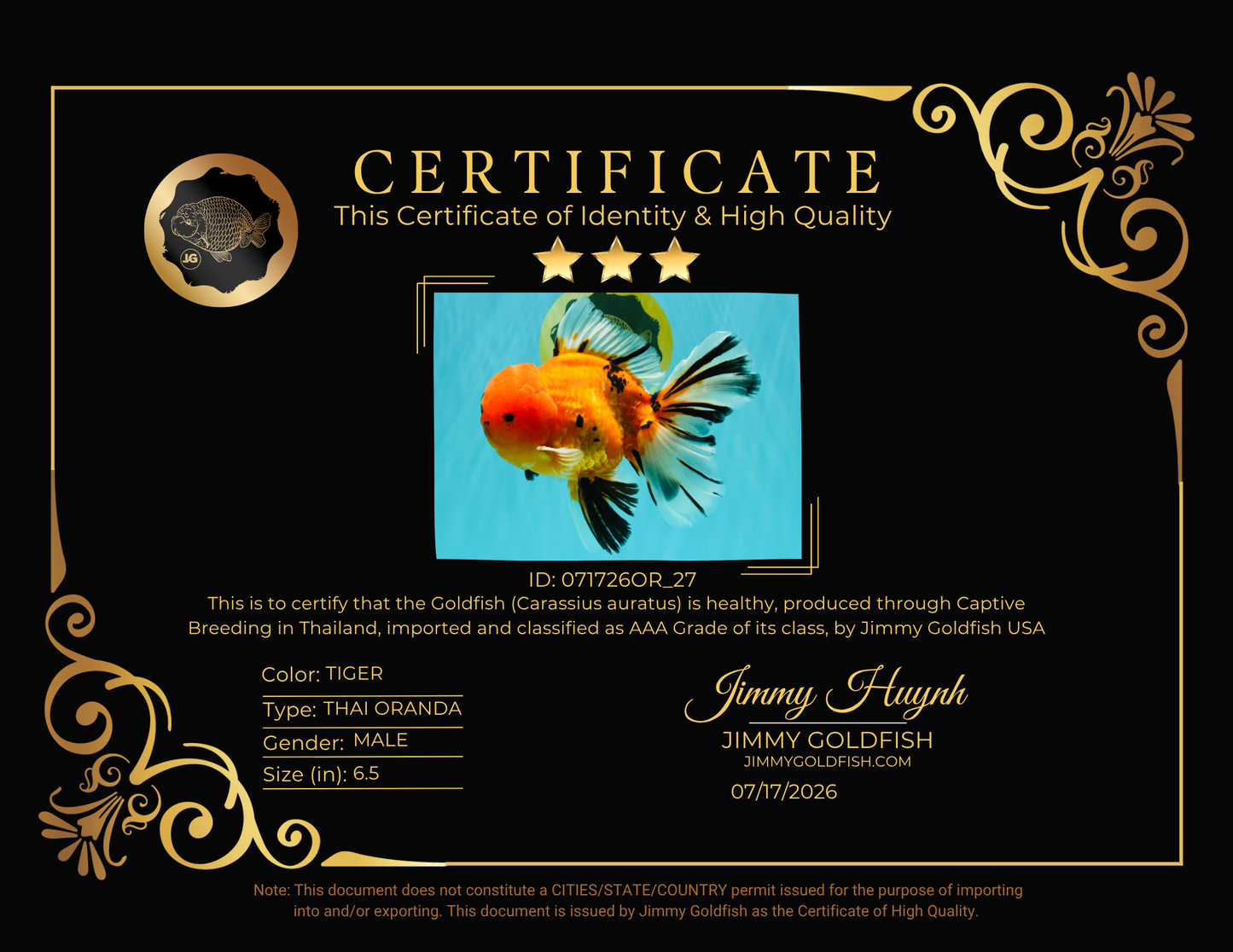 CHUNKY AAA Grade Tiger Oranda Male 6.5 inches #071726OR_27