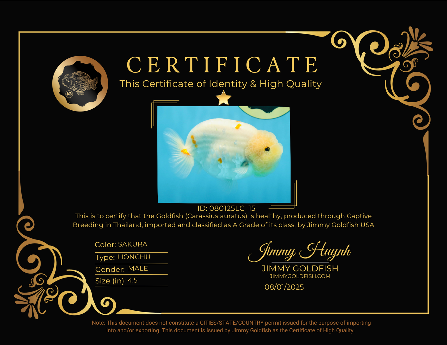 A Grade Red White Sakura Lionking 4.5 inches #080125LC_15