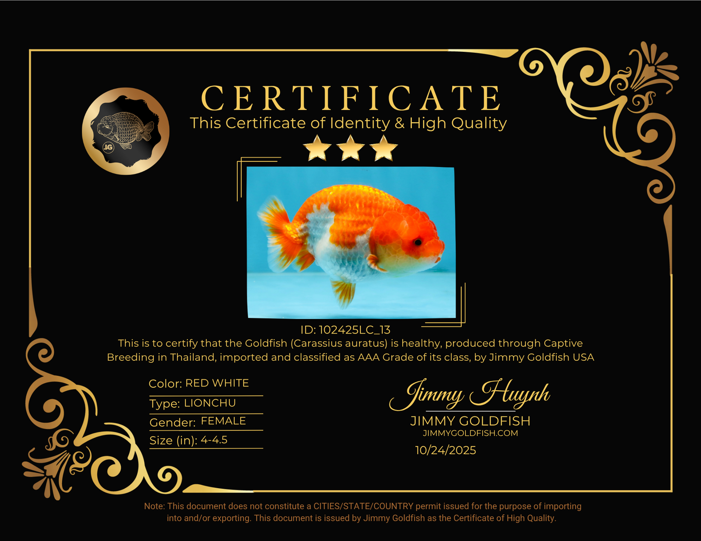 CHUBBY AAA Grade Red White LionQueen 4-4.5 inches #102425LC_13