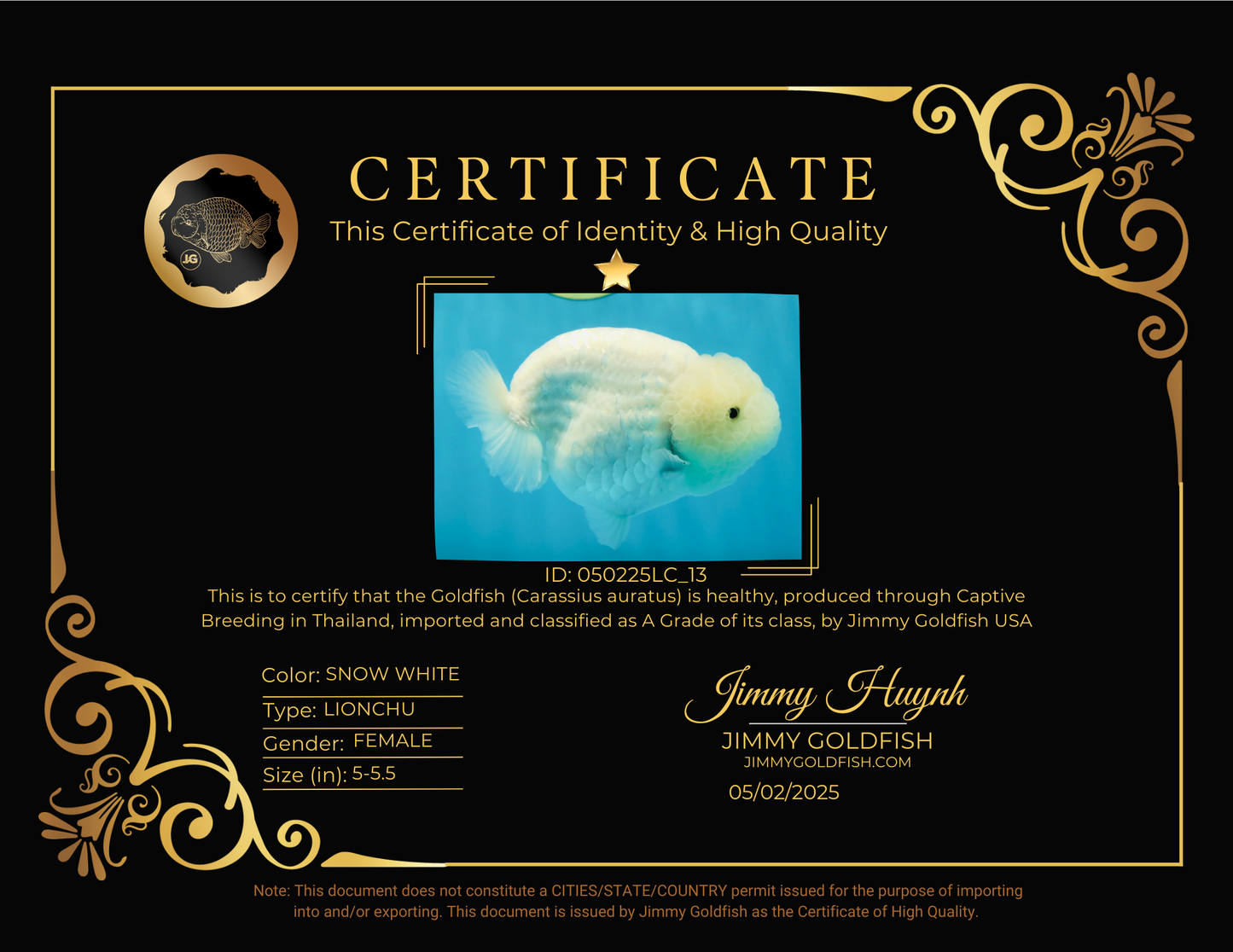 RARE A Grade Sakura Snow White LionQueen 5-5.5 inches #050225LC_13