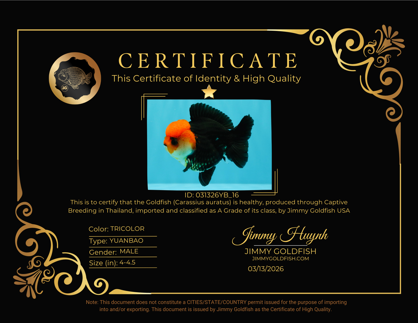 A Grade Red Head Button Eyes Tricolor Yuanbao Male 4-4.5 inches #031326YB_16