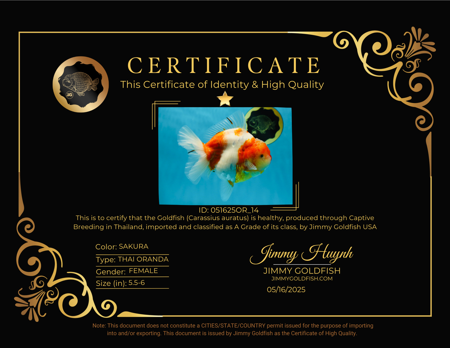 A Grade SPECIAL Sakura Oranda Female 5.5-6 inches #051625OR_14