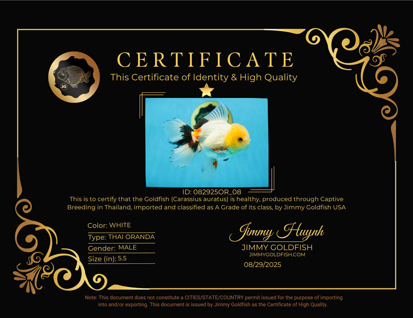 A Grade FLUFFY TAIL Tricolor Oranda Male 5.5 inches #082925OR_08