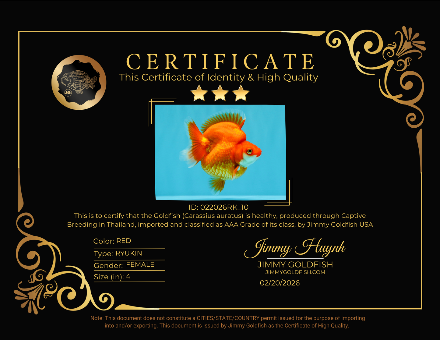 AAA Grade Solid Red Ryukin Female 4 inches #022026RK_10