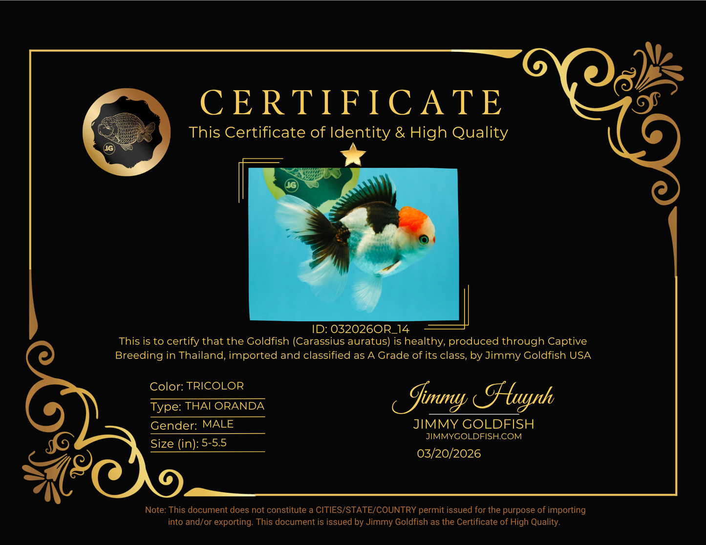 CLOWN A Grade Tricolor Oranda Male 5-5.5 inches #032026OR_14