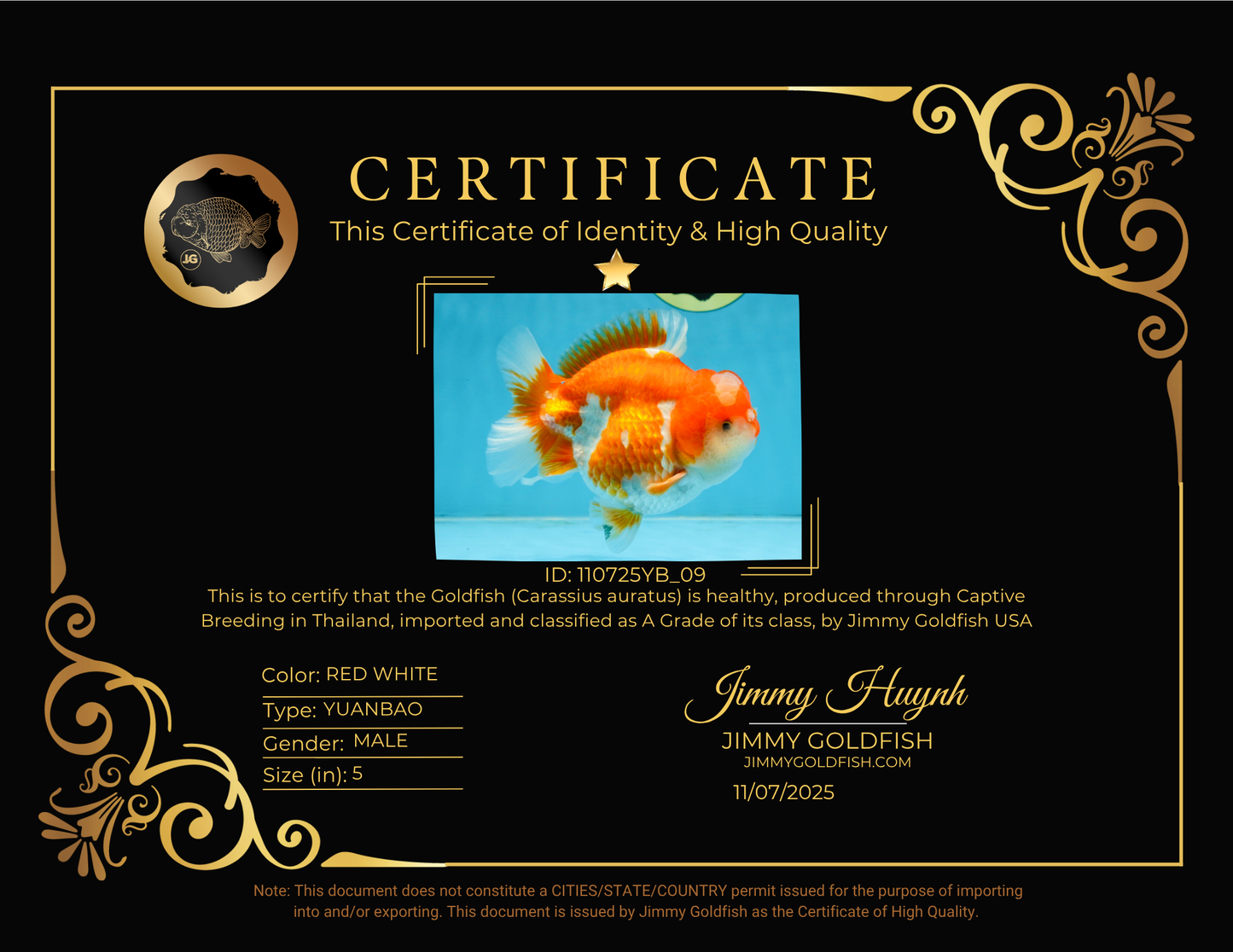 BIG WEN A Grade Red White Yuanbao Male 5 inches #110725YB_09