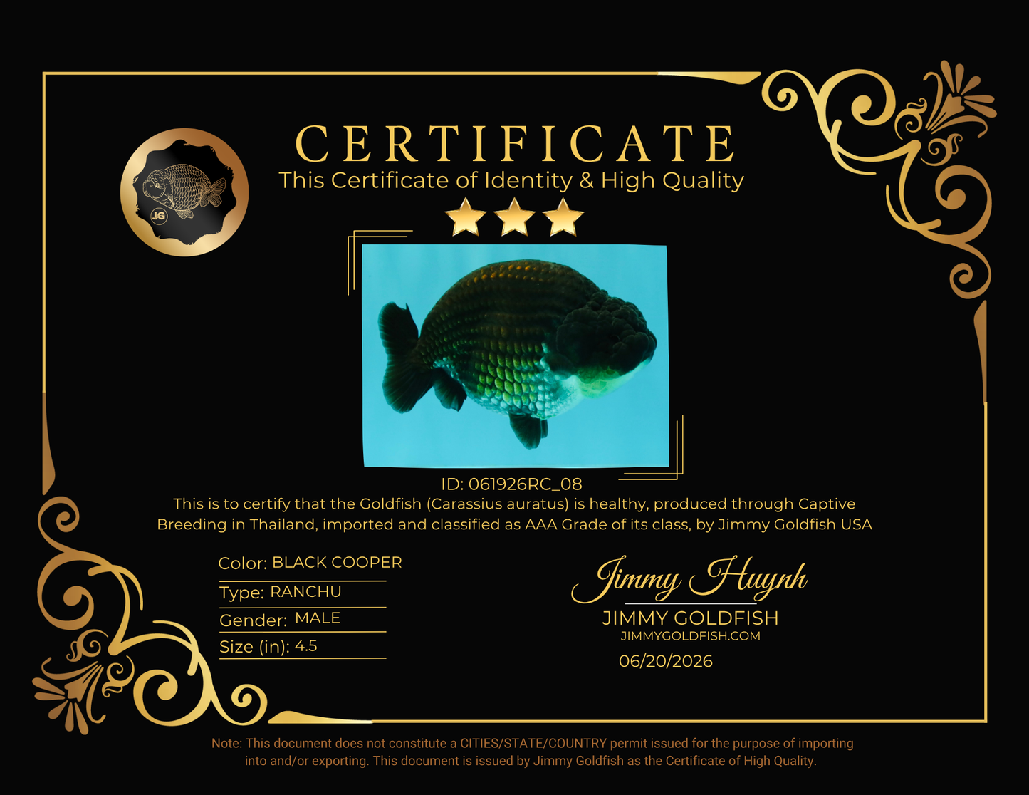 SPECIAL AAA Grade Strong Body Structure Black Cooper Ranchu Male 4.5 inches #061926RC_08