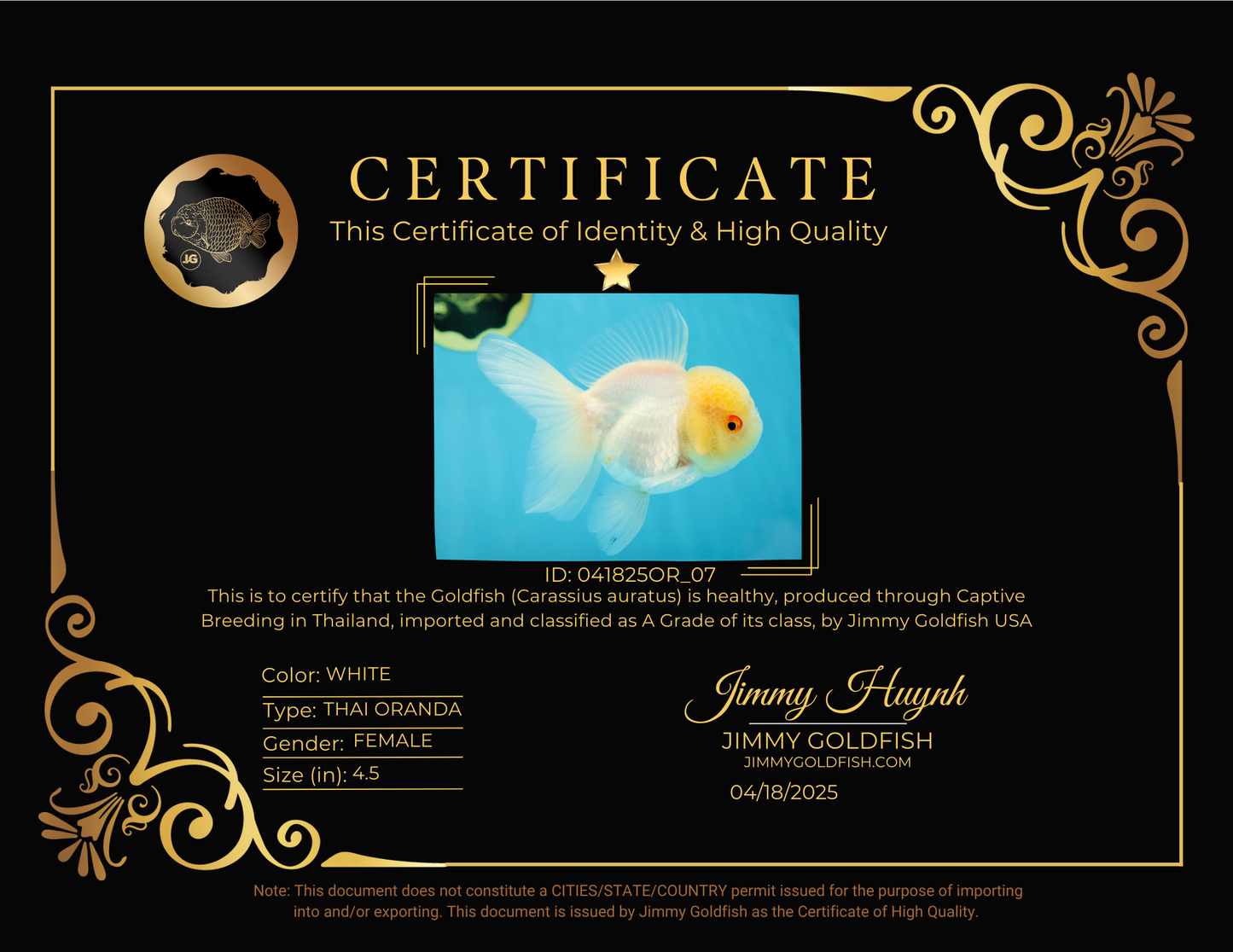 Adorable A Grade Beautiful White Oranda Female 4.5 inches #041825OR_07