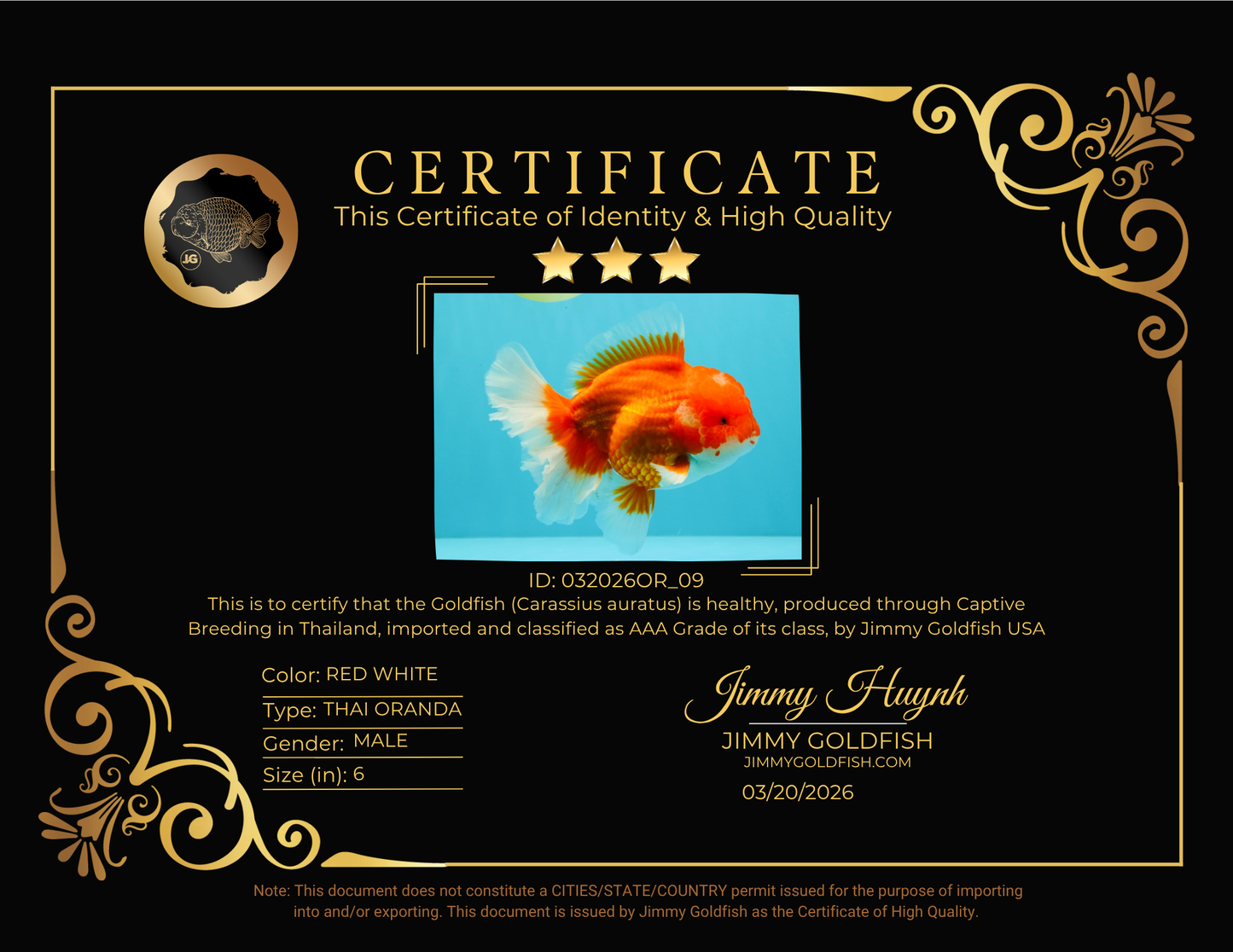 ANGER AAA Grade Red White Oranda Male 6 inches #032026OR_09