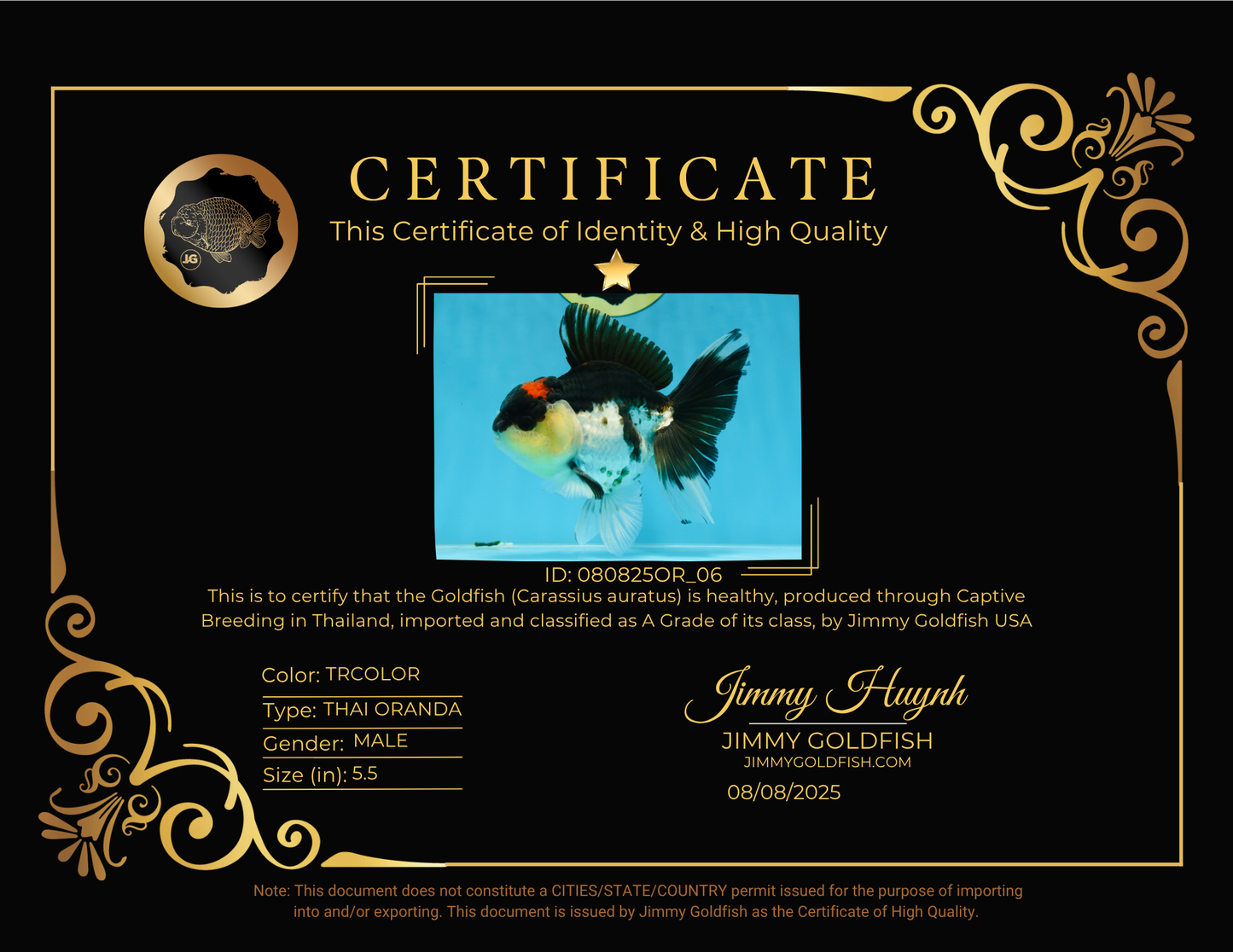 A Grade Tricolor Button Eyes Oranda Male 5.5 inches #080825OR_06