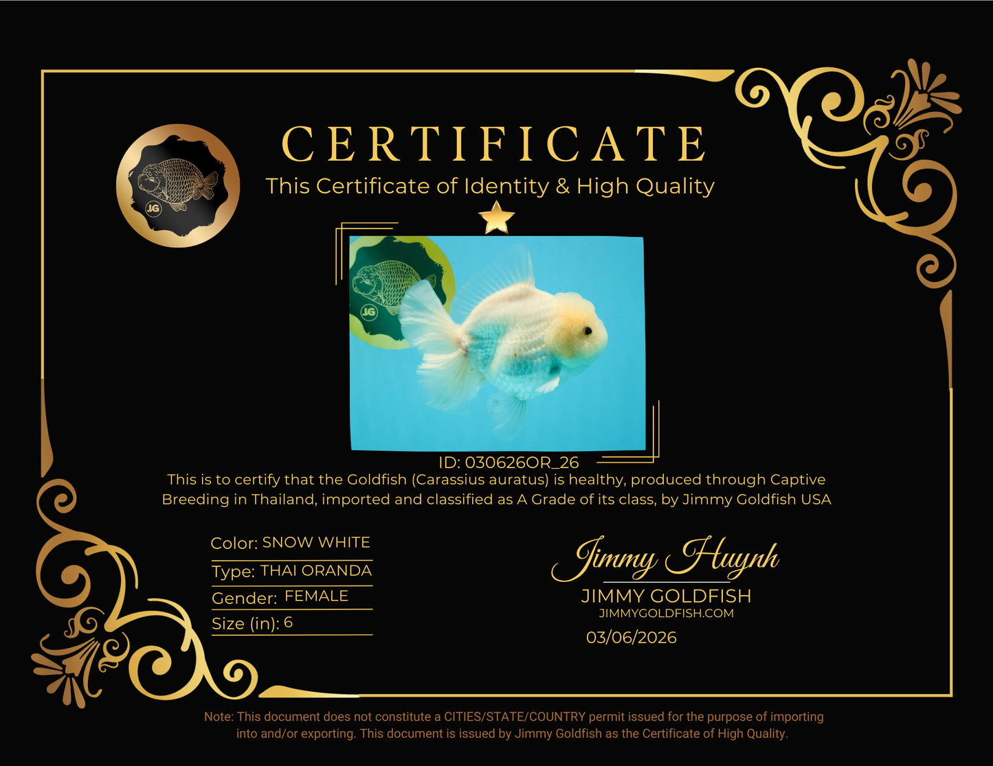 A Grade Snow White Oranda Female 6 inches #030626OR_26