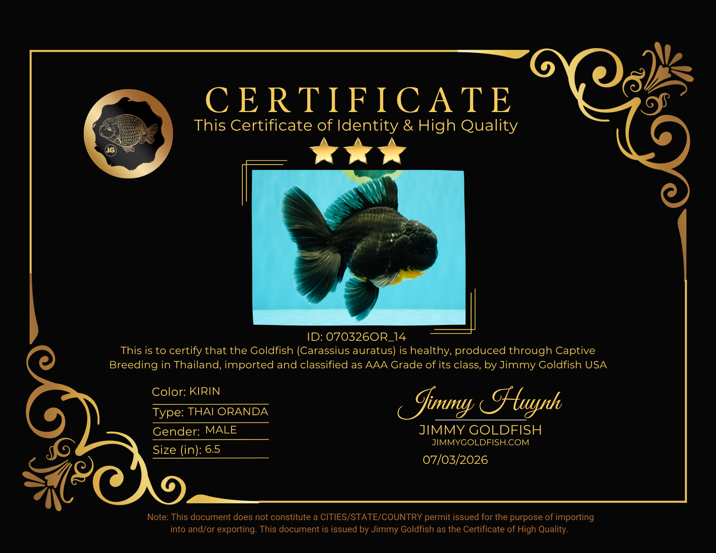 AAA Grade Kirin Oranda Male 6.5 inches #070326OR_14