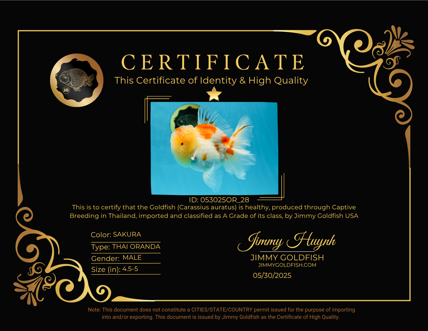 A Grade Sakura Oranda Male 4.5-5 inches #053025OR_28