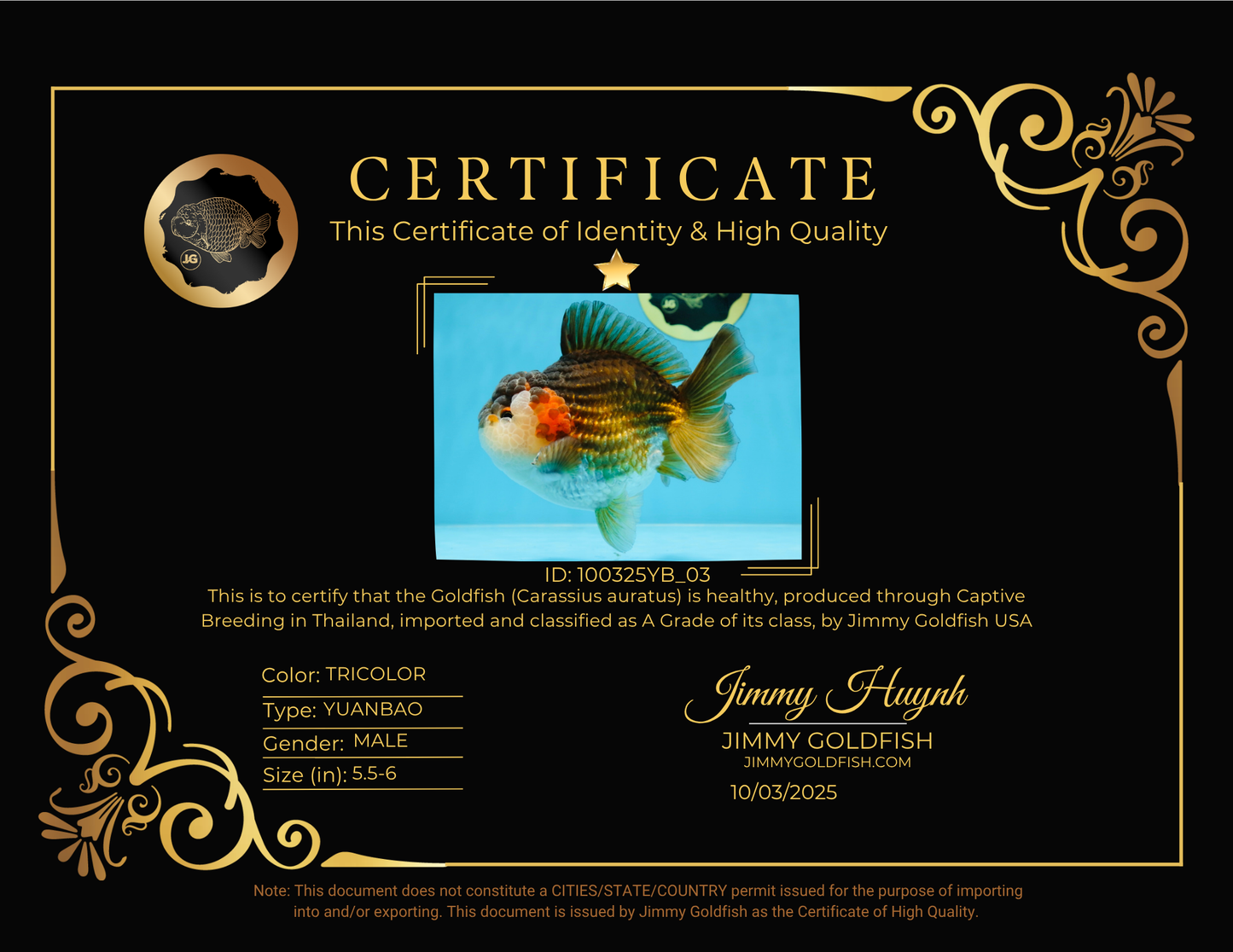 A Grade CHUBBY Tricolor Yuanbao Male 5.5-6  inches #100325YB_03