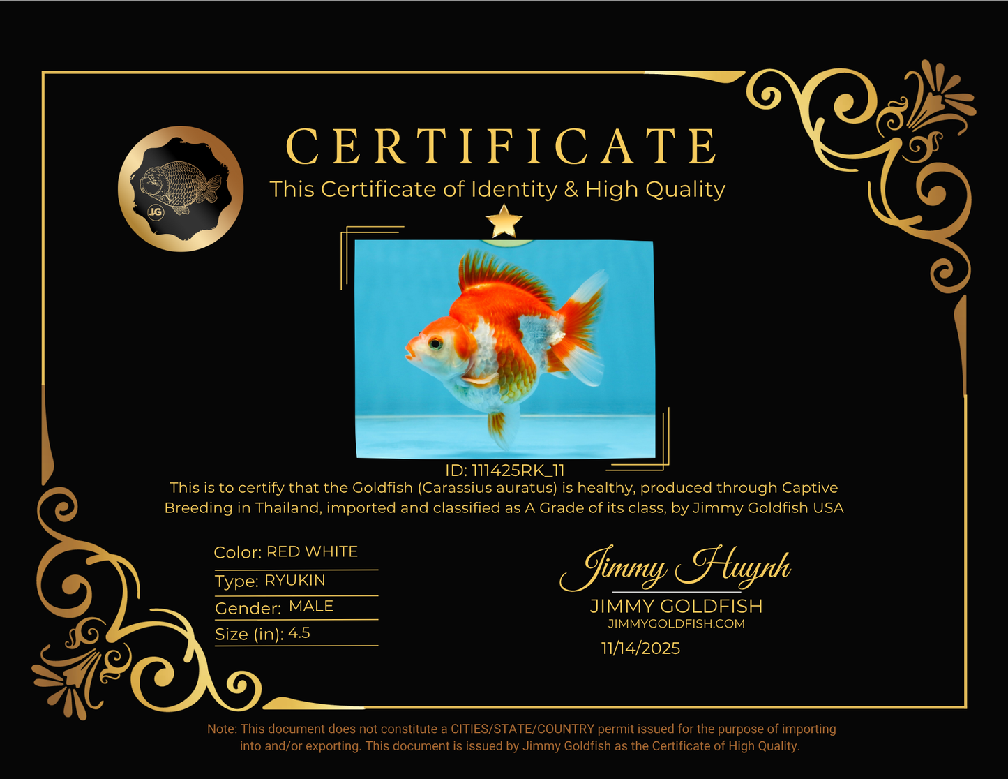 A Grade Red White Ryukin Male 4.5 inches #111425RK_11