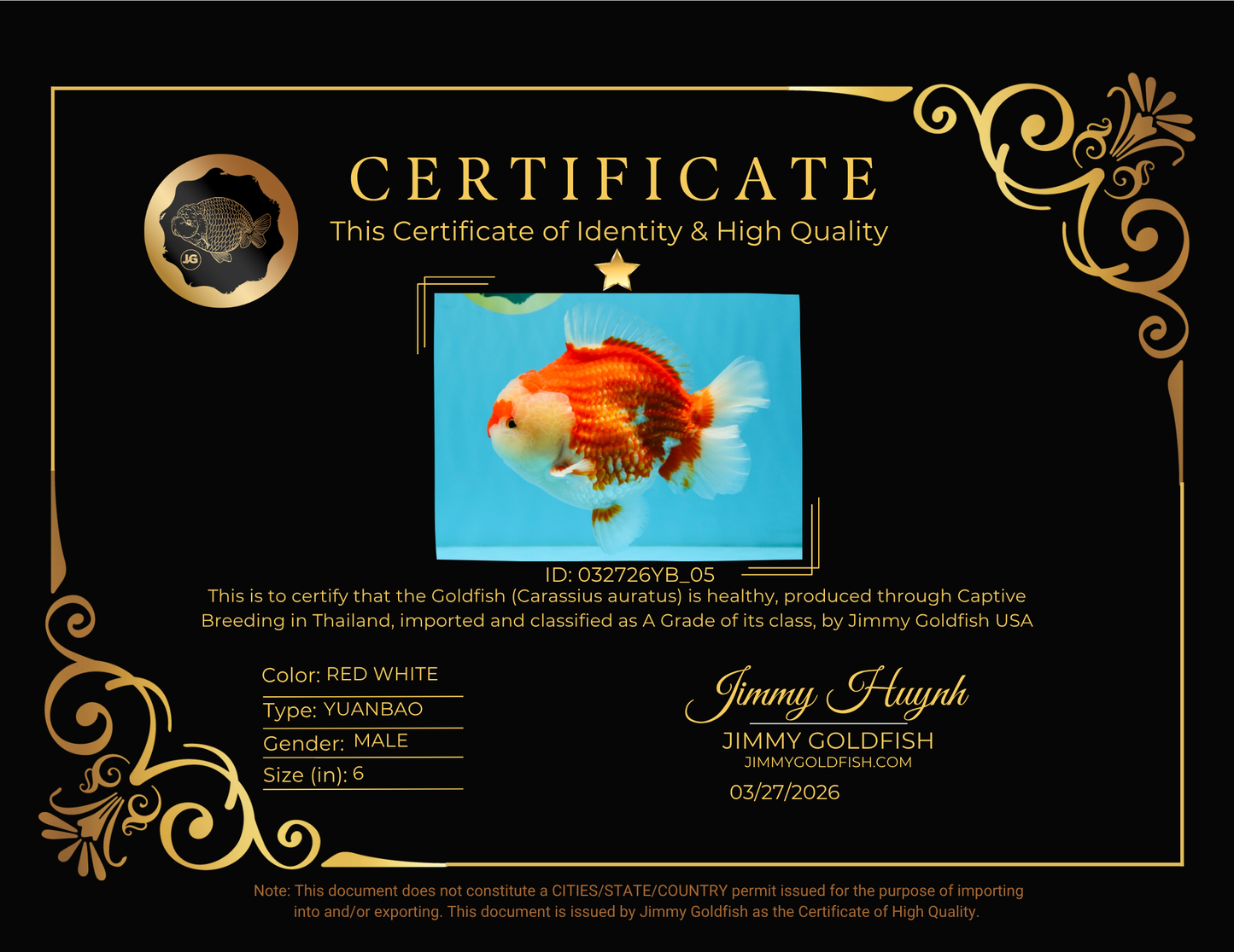 RED HEART A Grade Red White Yuanbao Male 6 inches #032726YB_05