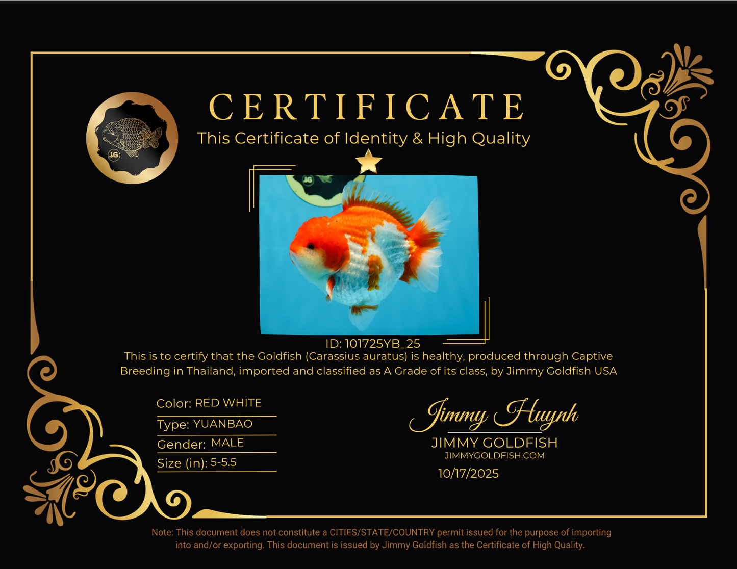 A Grade Red White Yuanbao Male 5-5.5 inches #101725YB_25