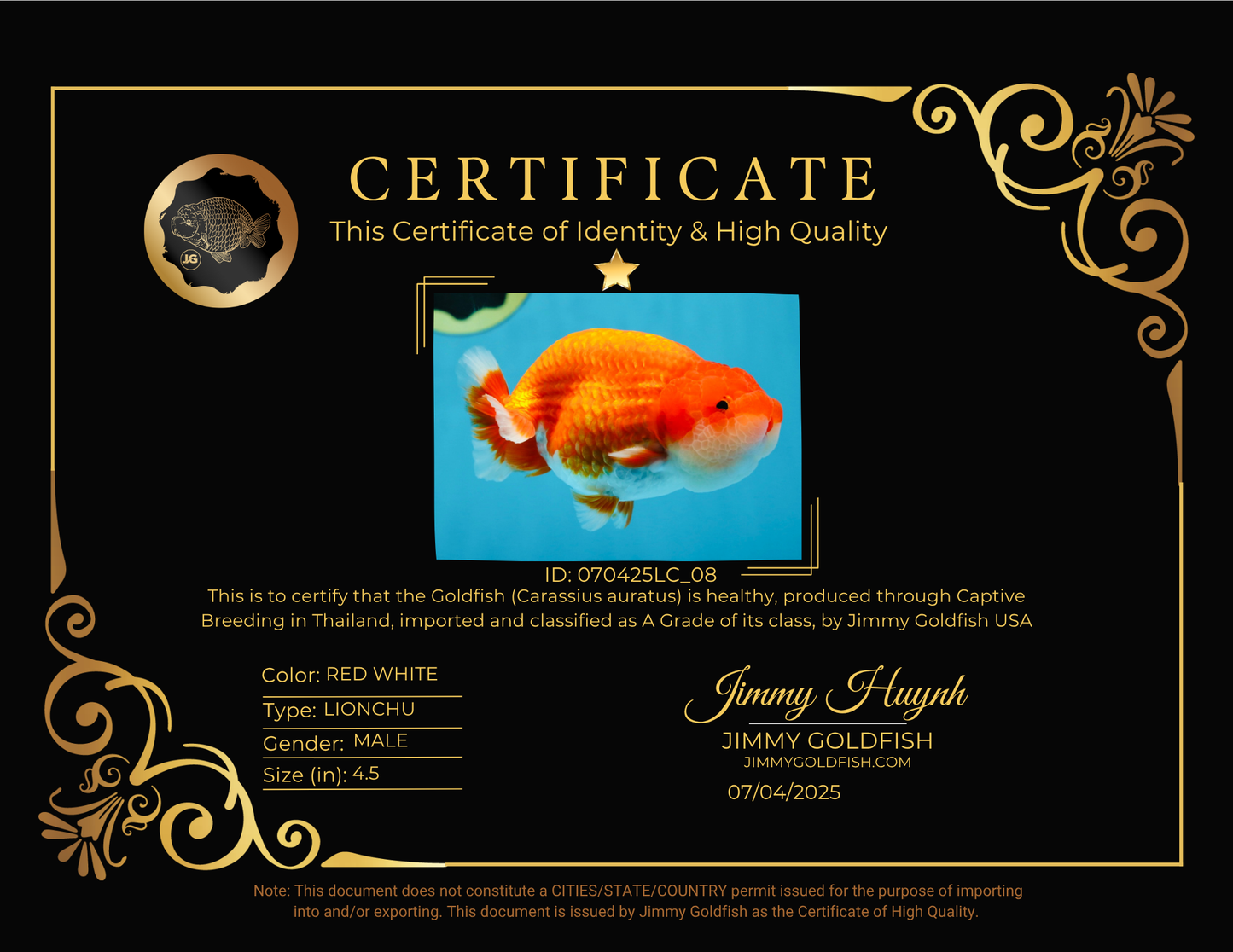 A Grade Red White LionKing 4.5 inches #070425LC_08