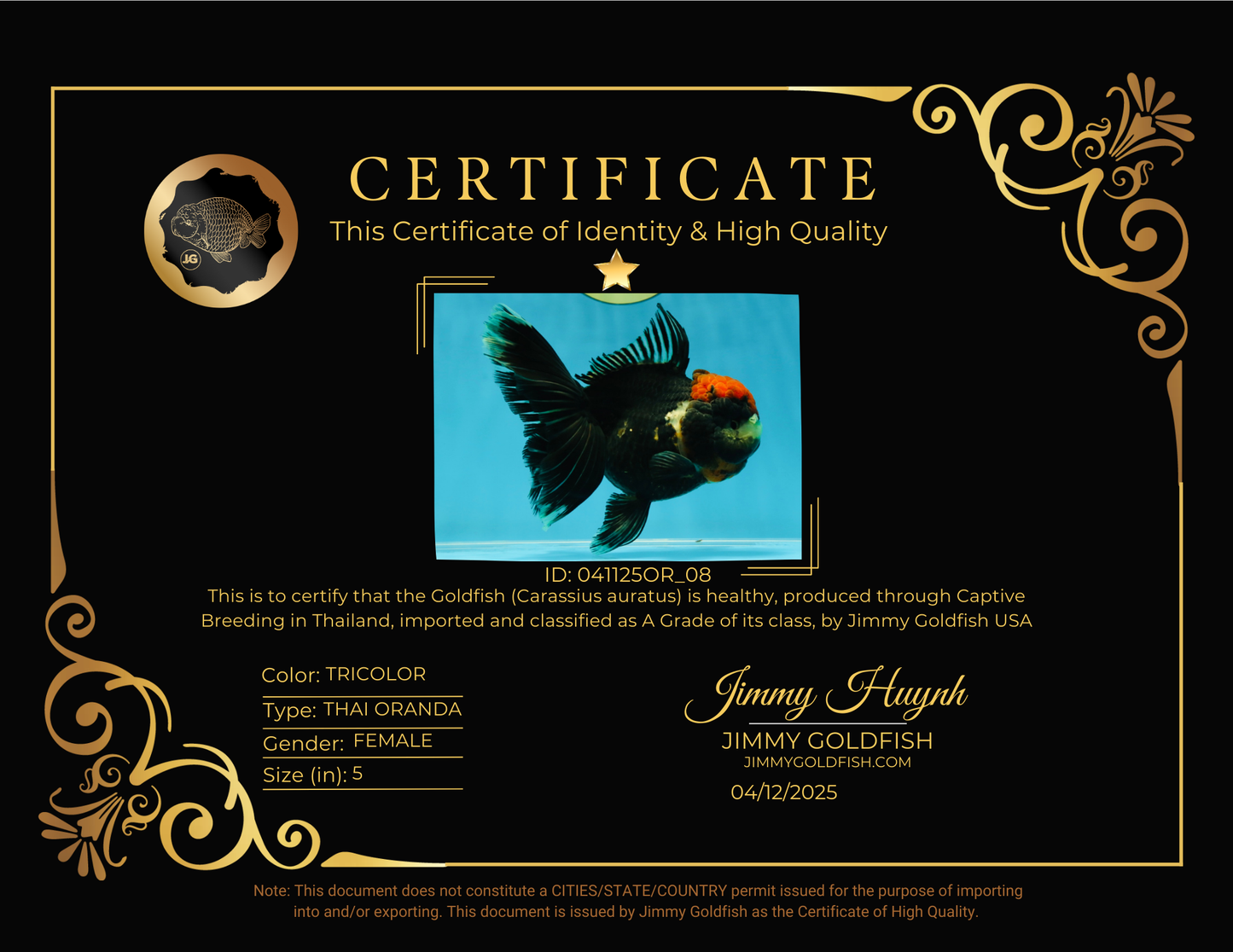 UNIQUE A Grade Tricolor Oranda Female 5 inches #041125OR_08