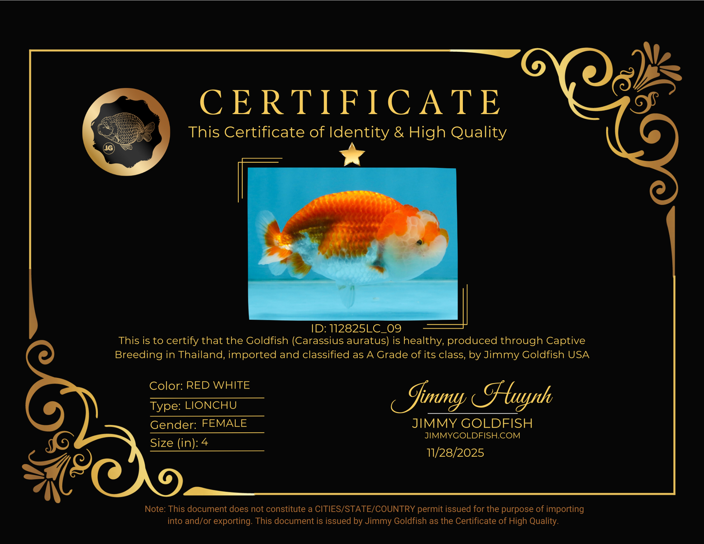 FLUFFY WEN A Grade Red White LionQueen 4 inches #112825LC_09