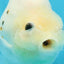 White Sakura Chinese Ranchu Female 4.5-5 inches #121225RC_04
