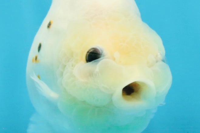 White Sakura Chinese Ranchu Female 4.5-5 inches #121225RC_04