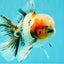 AAA Grade Marble Oranda Male 6-6.5 inches #071026OR_37