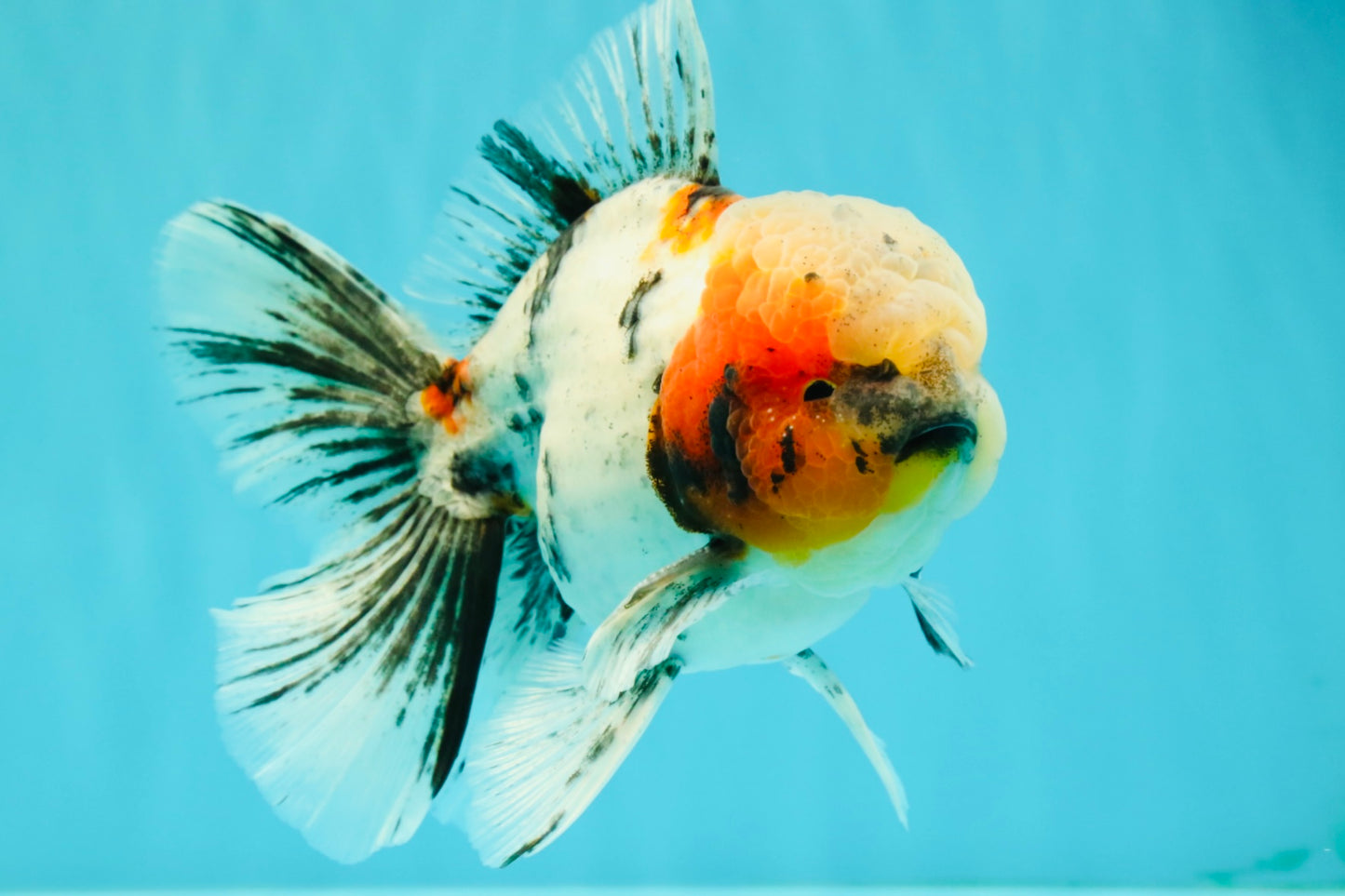AAA Grade Marble Oranda Male 6-6.5 inches #071026OR_37