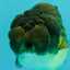 Apache Lionchu Female 4.5 inches #081426LC_25