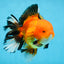 AAA Grade THICK BODY Apache Oranda Male 6-6.5 inches #082925OR_14