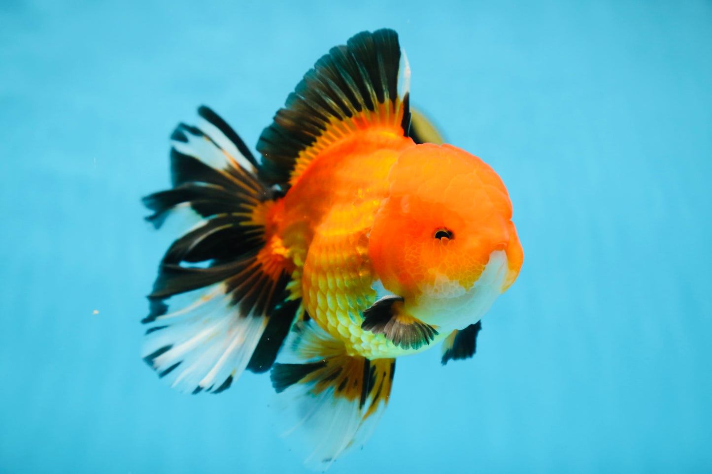 AAA Grade THICK BODY Apache Oranda Male 6-6.5 inches #082925OR_14